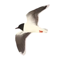 Logo of Lound Bird Club